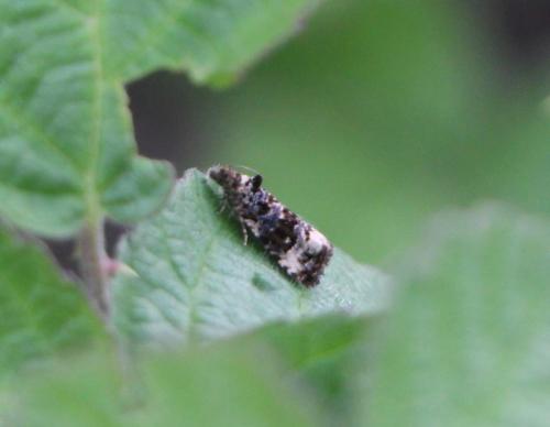 Réf. 307 580 : Endothenia sp.